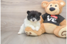 Pomeranian Puppy for Adoption