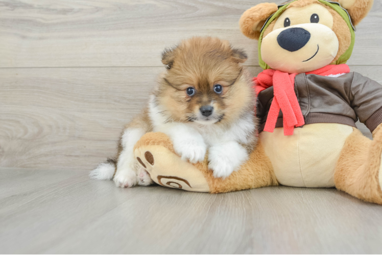Petite Pom Purebred Puppy