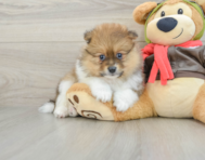 7 week old Pomeranian Puppy For Sale - Windy City Pups