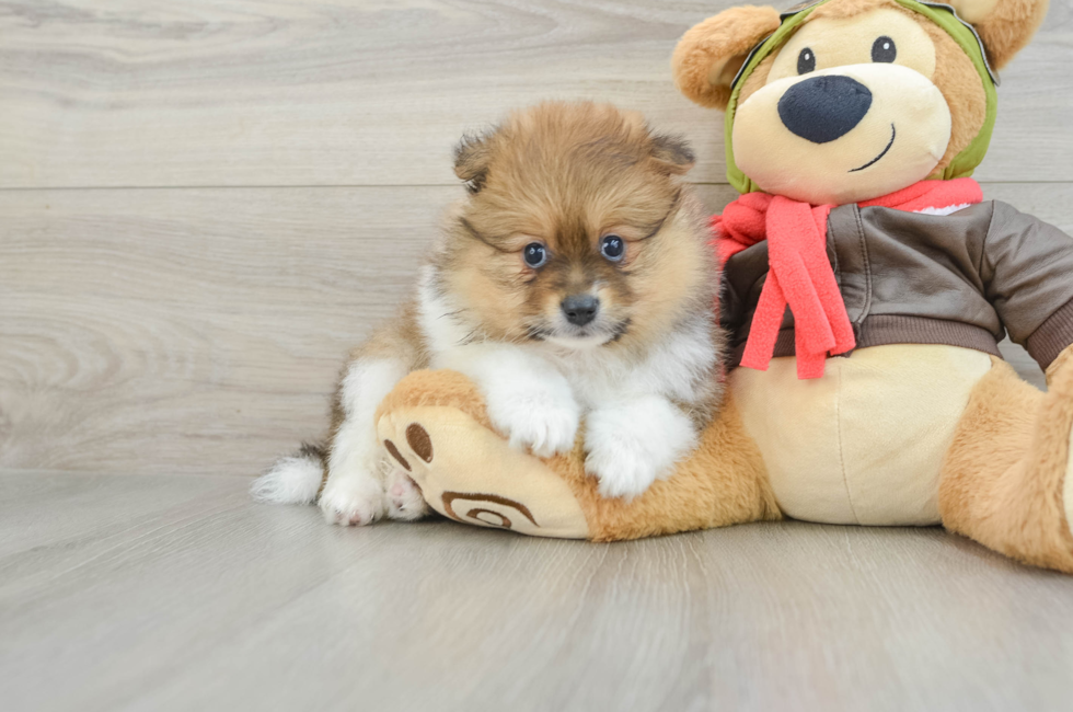 7 week old Pomeranian Puppy For Sale - Windy City Pups
