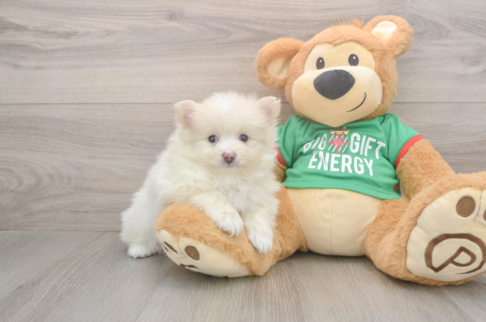 5 week old Pomeranian Puppy For Sale - Windy City Pups