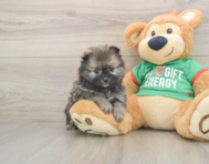 6 week old Pomeranian Puppy For Sale - Windy City Pups