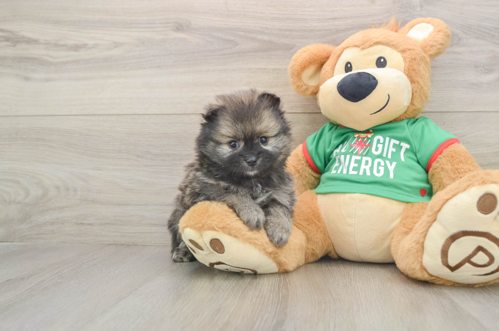 5 week old Pomeranian Puppy For Sale - Windy City Pups