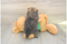 Playful Pomeranian Purebred Pup