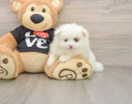 8 week old Pomeranian Puppy For Sale - Windy City Pups