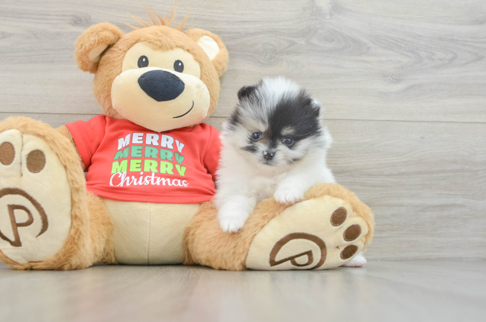 6 week old Pomeranian Puppy For Sale - Windy City Pups