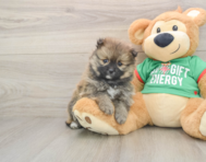 7 week old Pomeranian Puppy For Sale - Windy City Pups