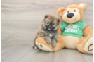 Pomeranian Puppy for Adoption