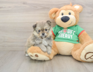 6 week old Pomeranian Puppy For Sale - Windy City Pups