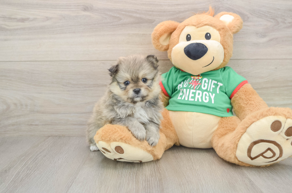 5 week old Pomeranian Puppy For Sale - Windy City Pups