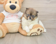 9 week old Pomeranian Puppy For Sale - Windy City Pups