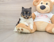 9 week old Pomeranian Puppy For Sale - Windy City Pups