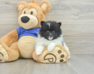 9 week old Pomeranian Puppy For Sale - Windy City Pups