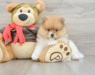 7 week old Pomeranian Puppy For Sale - Windy City Pups