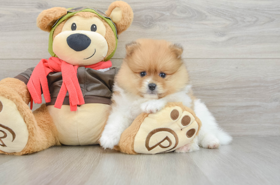 7 week old Pomeranian Puppy For Sale - Windy City Pups