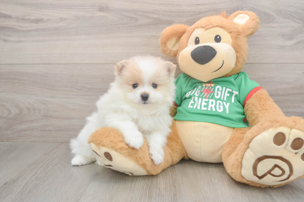 5 week old Pomeranian Puppy For Sale - Windy City Pups