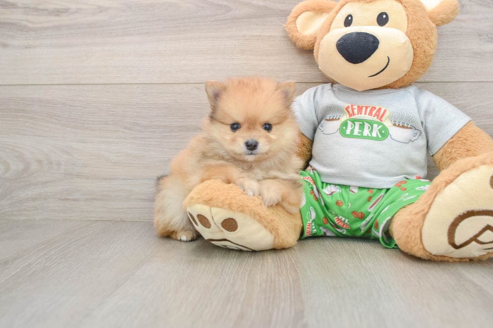 Pomeranian Pup Being Cute