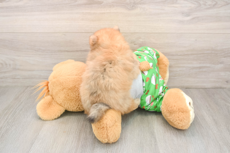 Pomeranian Puppy for Adoption