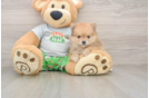 Friendly Pomeranian Purebred Pup