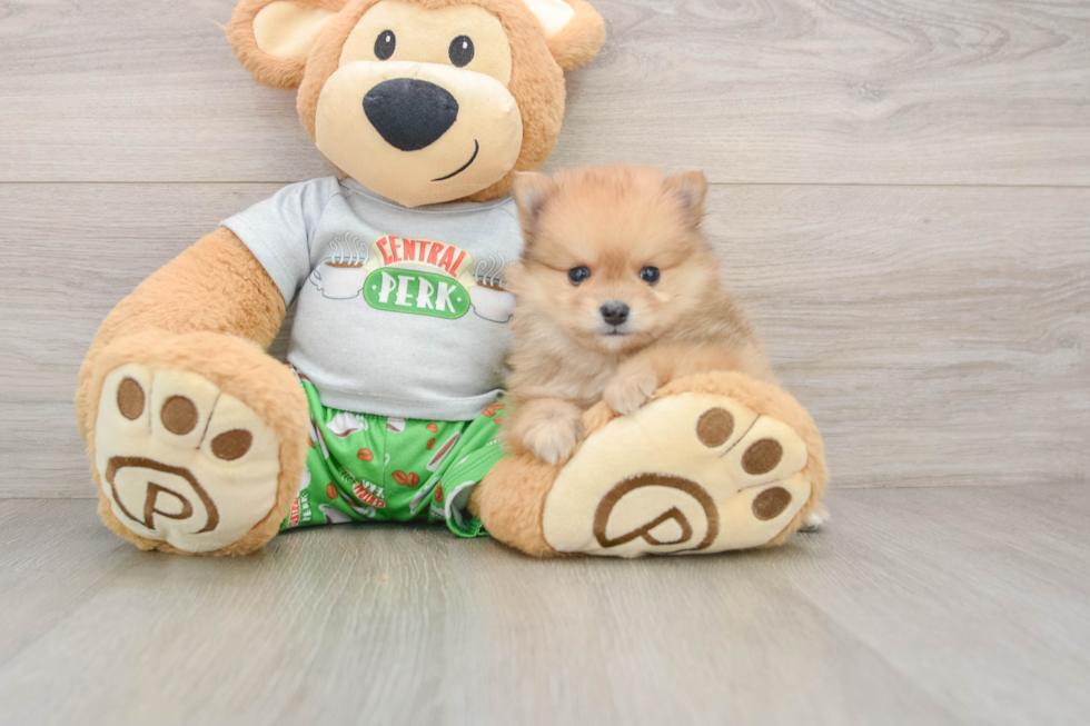 Friendly Pomeranian Purebred Pup