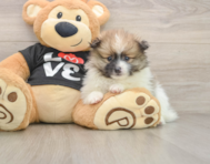 8 week old Pomeranian Puppy For Sale - Windy City Pups