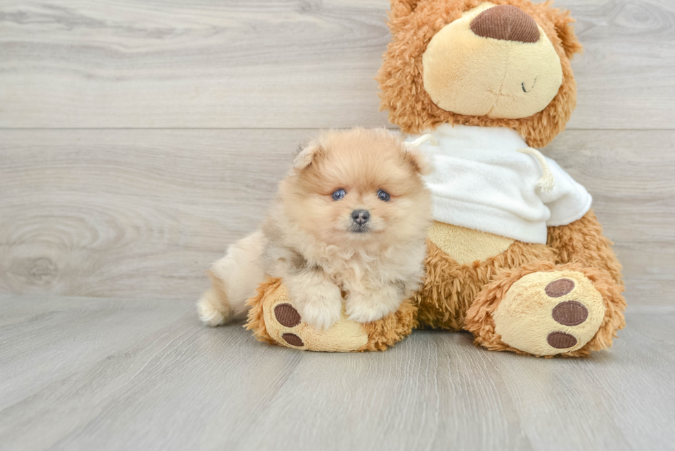 Akc Registered Pomeranian Baby