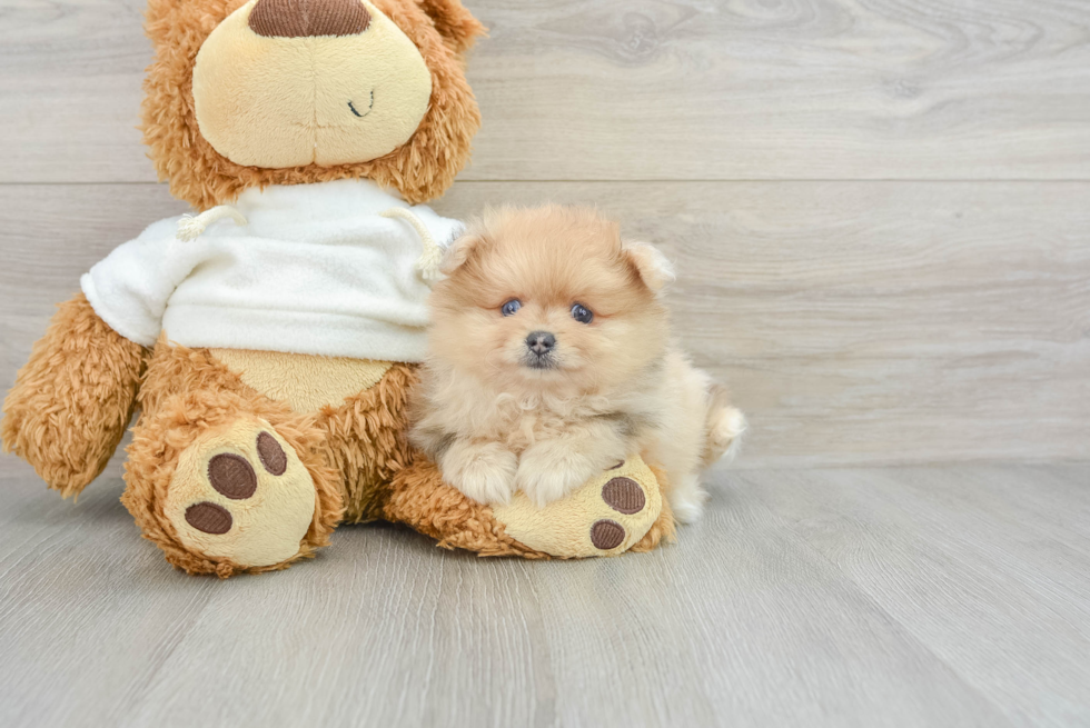 Pomeranian Puppy for Adoption