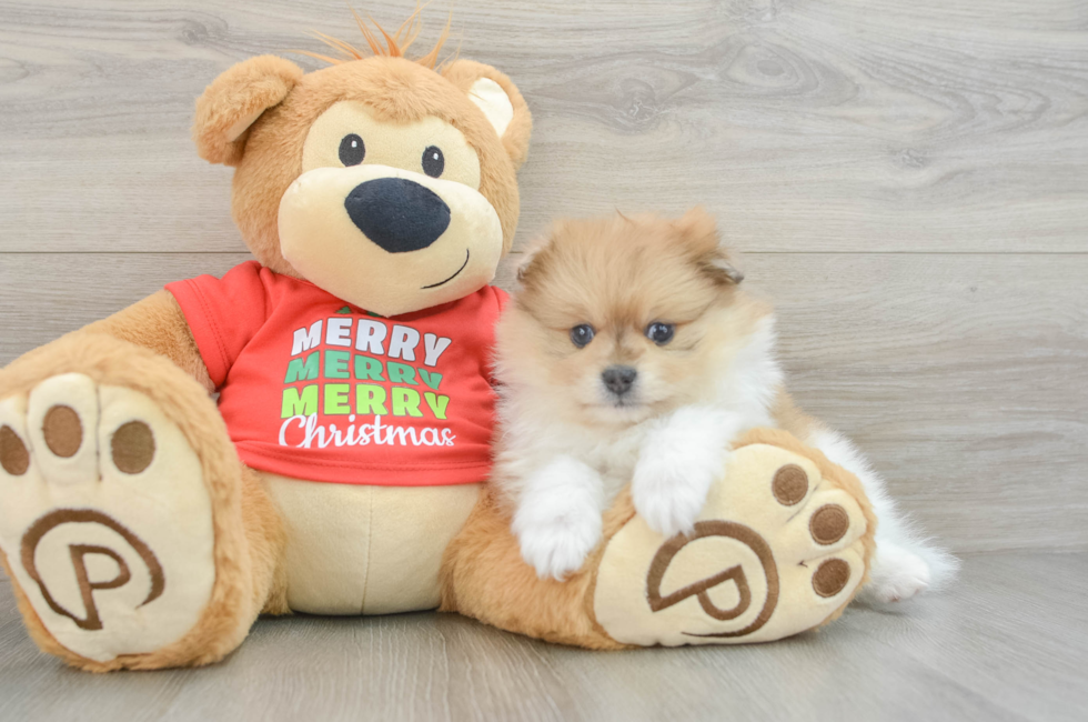 6 week old Pomeranian Puppy For Sale - Windy City Pups