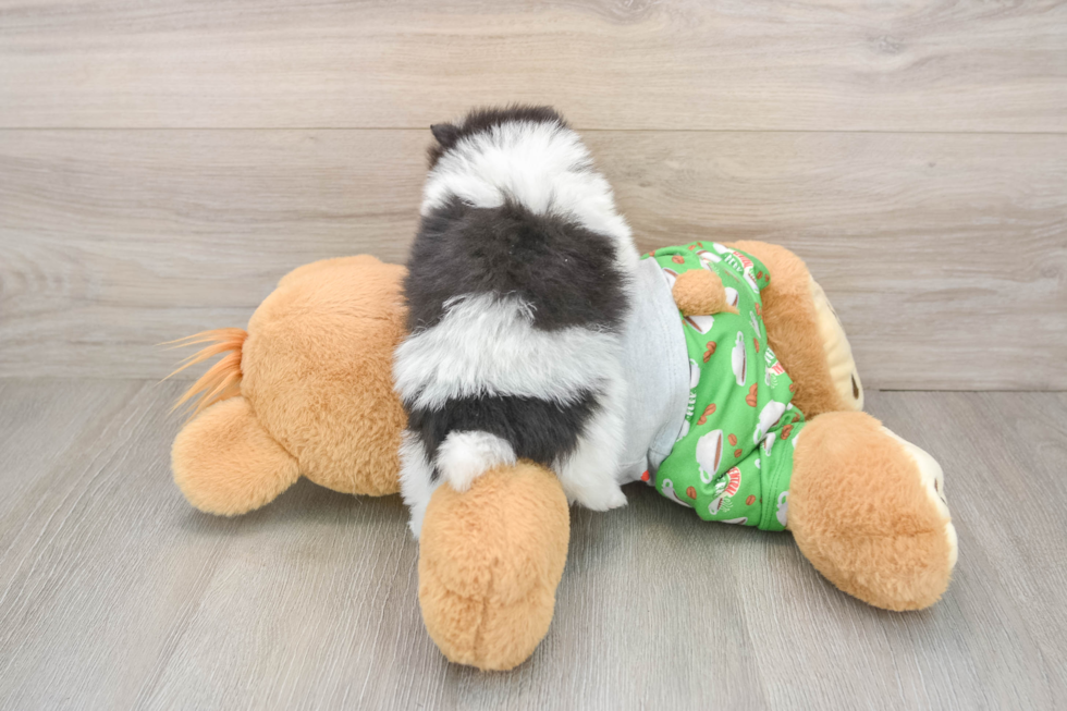 Adorable Loulou Purebred Puppy