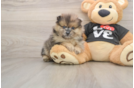 Pomeranian Pup Being Cute