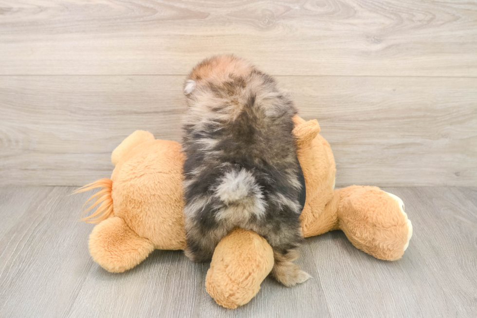 Small Pomeranian Baby