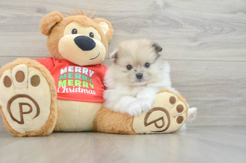 6 week old Pomeranian Puppy For Sale - Windy City Pups