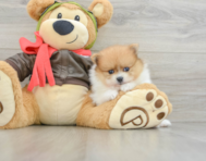 8 week old Pomeranian Puppy For Sale - Windy City Pups
