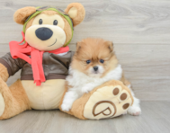 7 week old Pomeranian Puppy For Sale - Windy City Pups