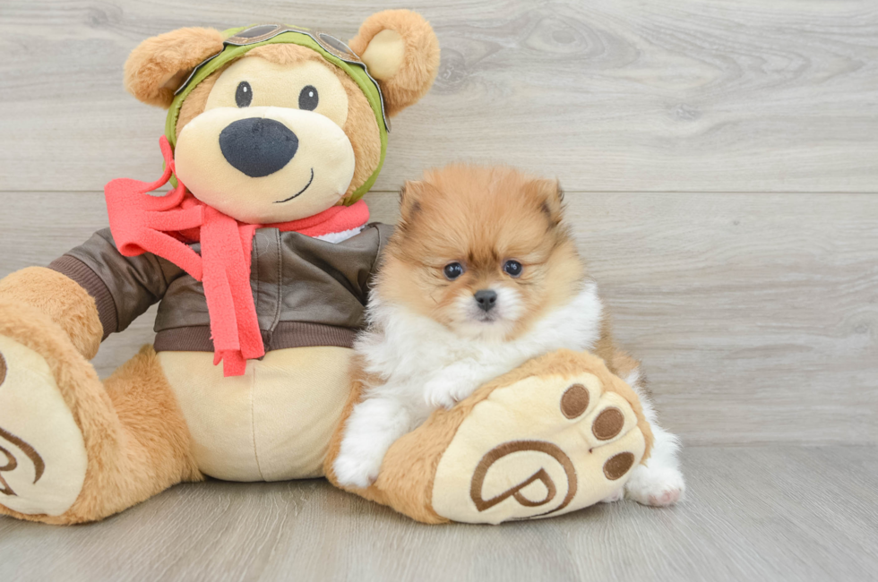 7 week old Pomeranian Puppy For Sale - Windy City Pups