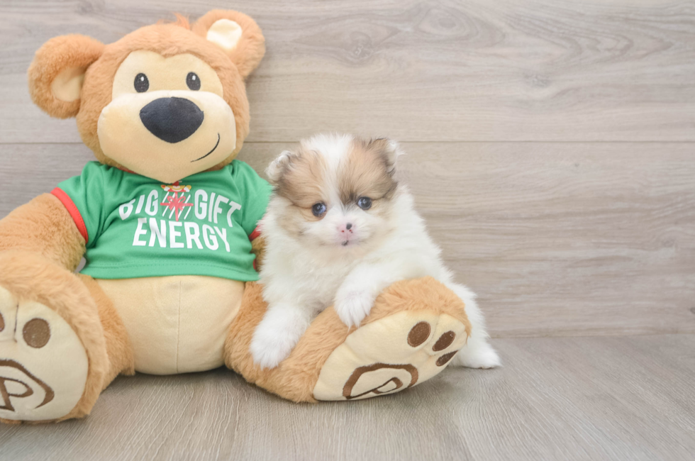 5 week old Pomeranian Puppy For Sale - Windy City Pups