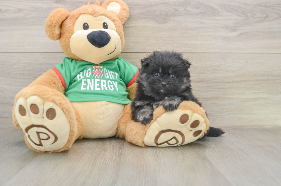 5 week old Pomeranian Puppy For Sale - Windy City Pups