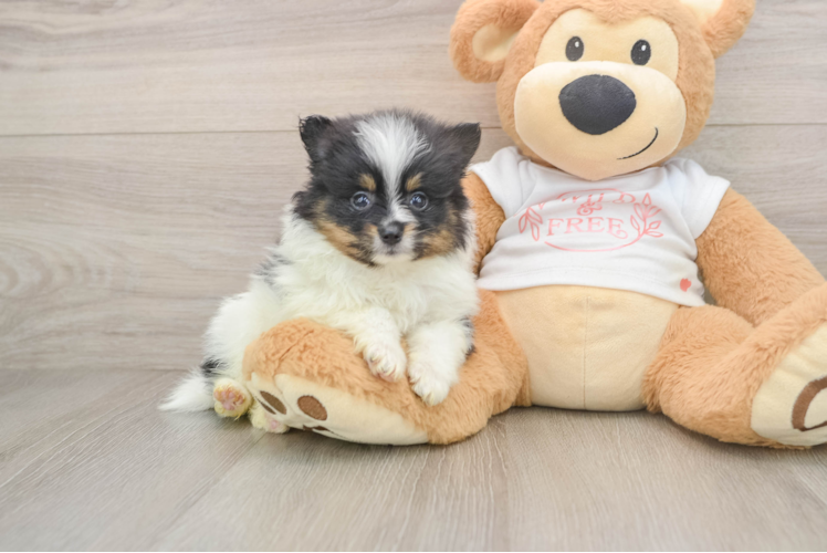 Playful Pomeranian Purebred Pup