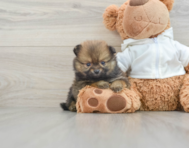 9 week old Pomeranian Puppy For Sale - Windy City Pups