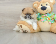 8 week old Pomeranian Puppy For Sale - Windy City Pups