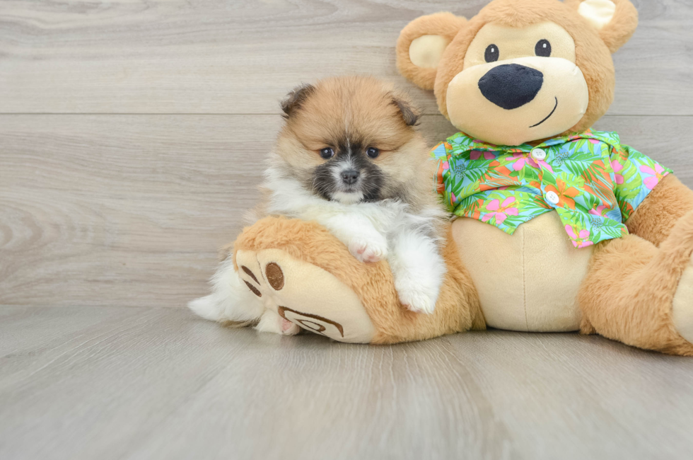 6 week old Pomeranian Puppy For Sale - Windy City Pups