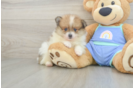 Pomeranian Puppy for Adoption