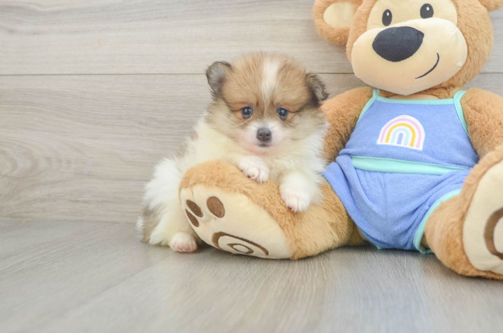 5 week old Pomeranian Puppy For Sale - Windy City Pups