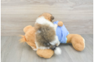 Playful Pomeranian Baby