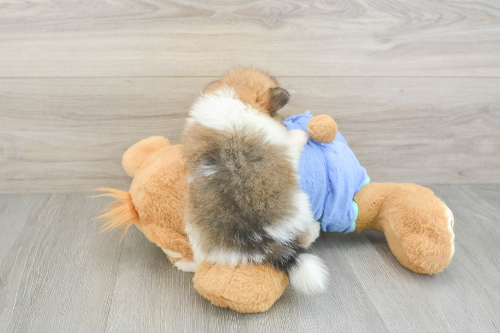 Playful Pomeranian Baby