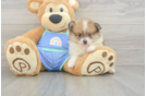Little Pomeranian Purebred Pup