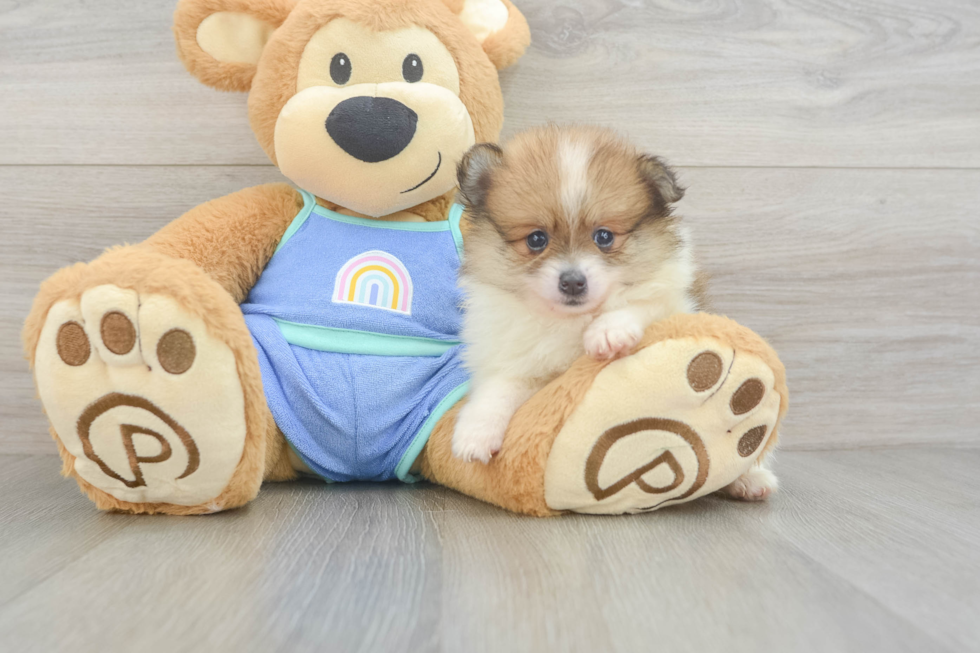 Little Pomeranian Purebred Pup