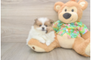 Best Pomeranian Baby