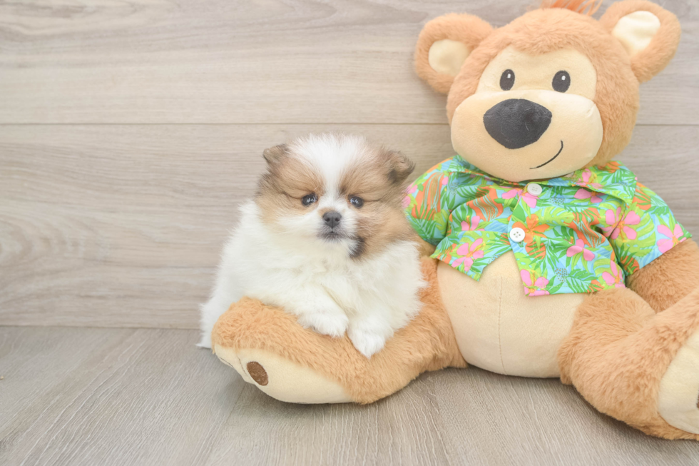 Best Pomeranian Baby