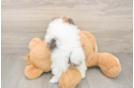 Pomeranian Puppy for Adoption